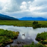 Anchorage Coastal Wildlife Refuge