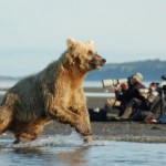 Alaska McNeil River State Game Sanctuary